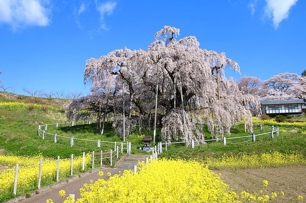 Fukushima