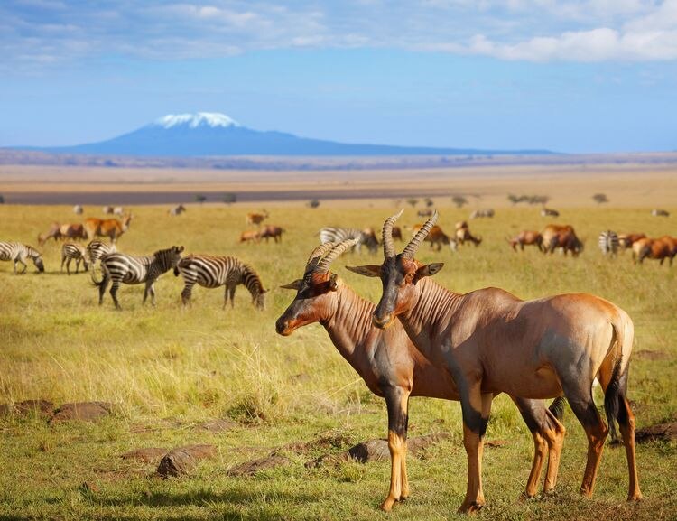 Kilimanjaro